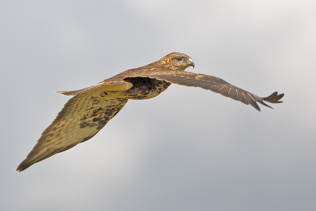 Poiana (buteo buteo)